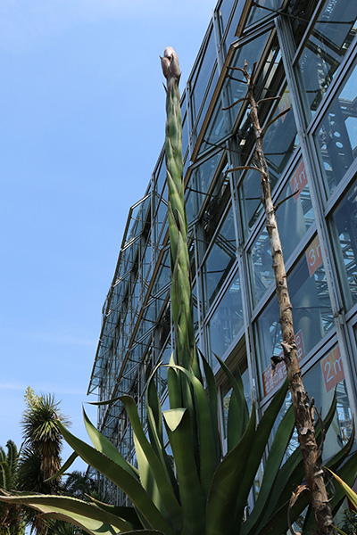 アガベ・サルミアナ・フェロクス | 大阪の植物園-咲くやこの花館－