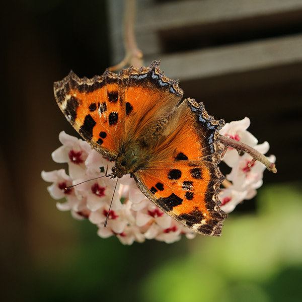 サクララン（ホヤ・カルノサ） | 大阪の植物園-咲くやこの花館－