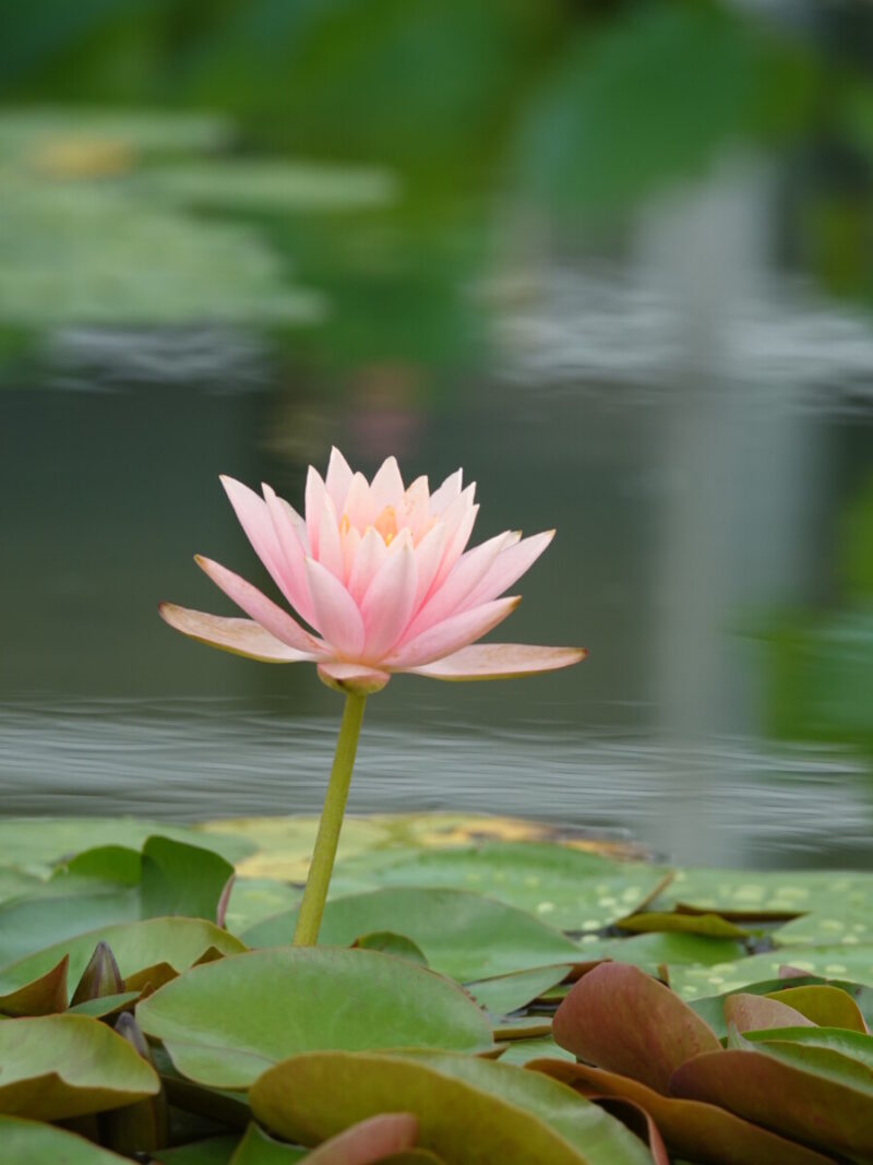 花蓮・睡蓮展 | 大阪の植物園-咲くやこの花館－