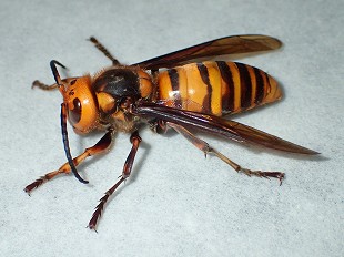 ハチの生態｜株式会社三共リメイク