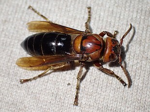 ハチの生態｜株式会社三共リメイク