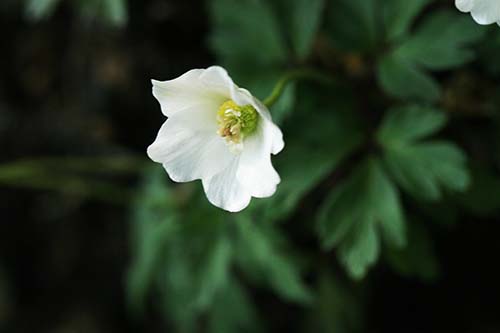 在来種のニリンソウ（八重咲き）とアネモネ・ネモローサ（ヤブイチゲ