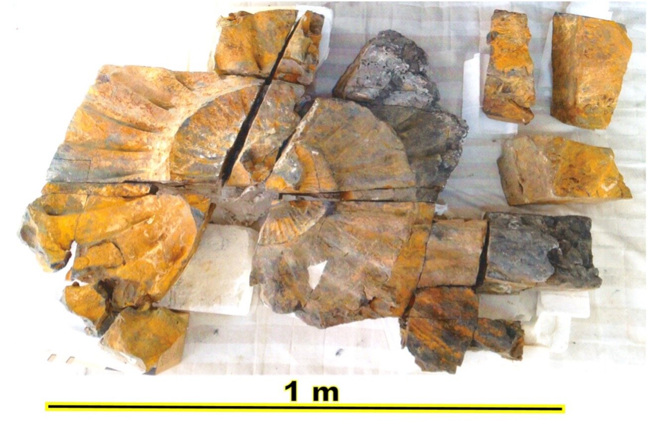 1m超え！わが国最大級のアンモナイト化石の展示をはじめます 東北