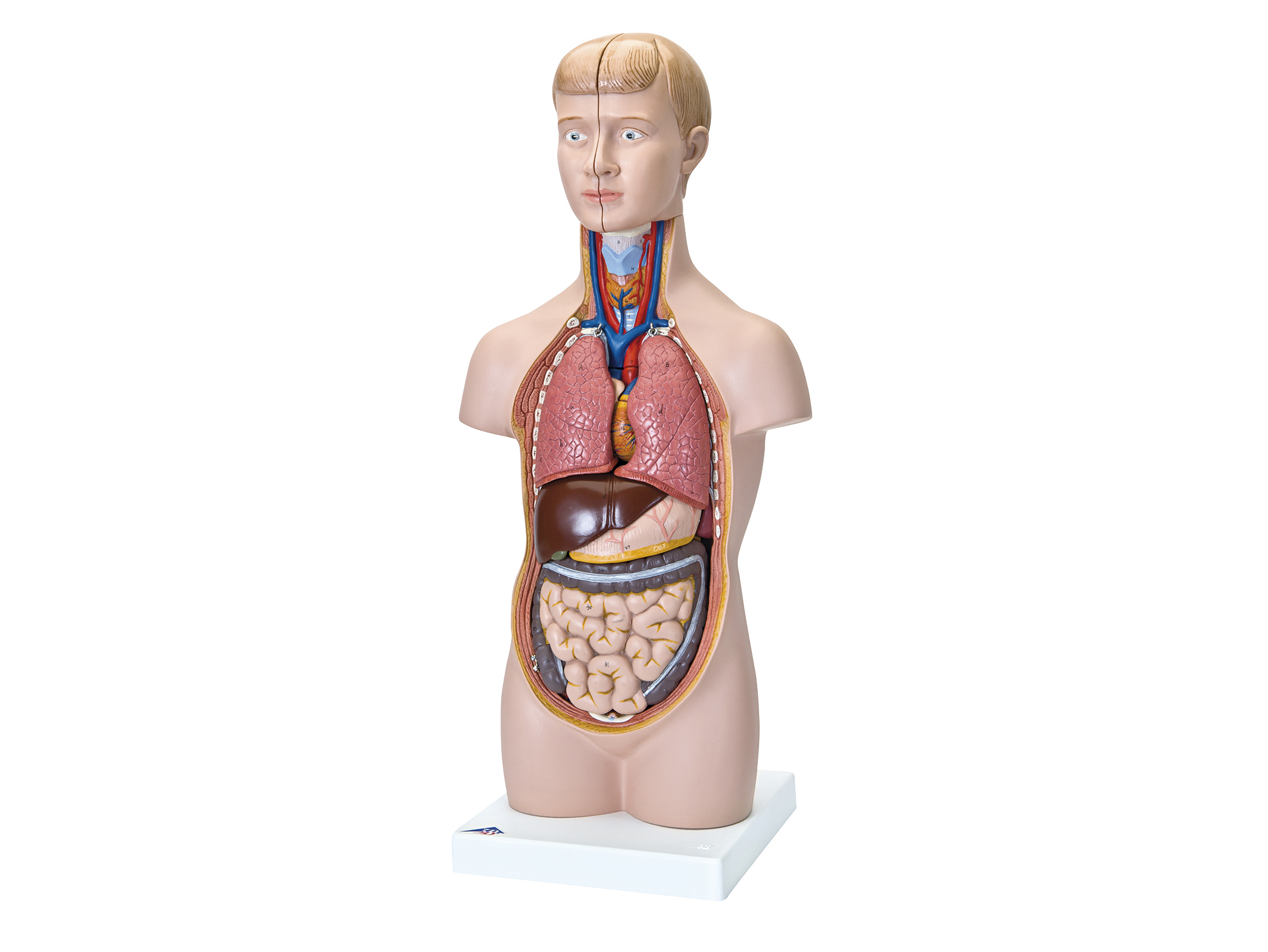 人体解剖模型(トルソ型) B-09N