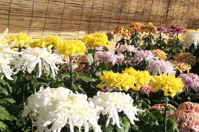 菊花展｜イベント情報｜草津市立 水生植物公園みずの森