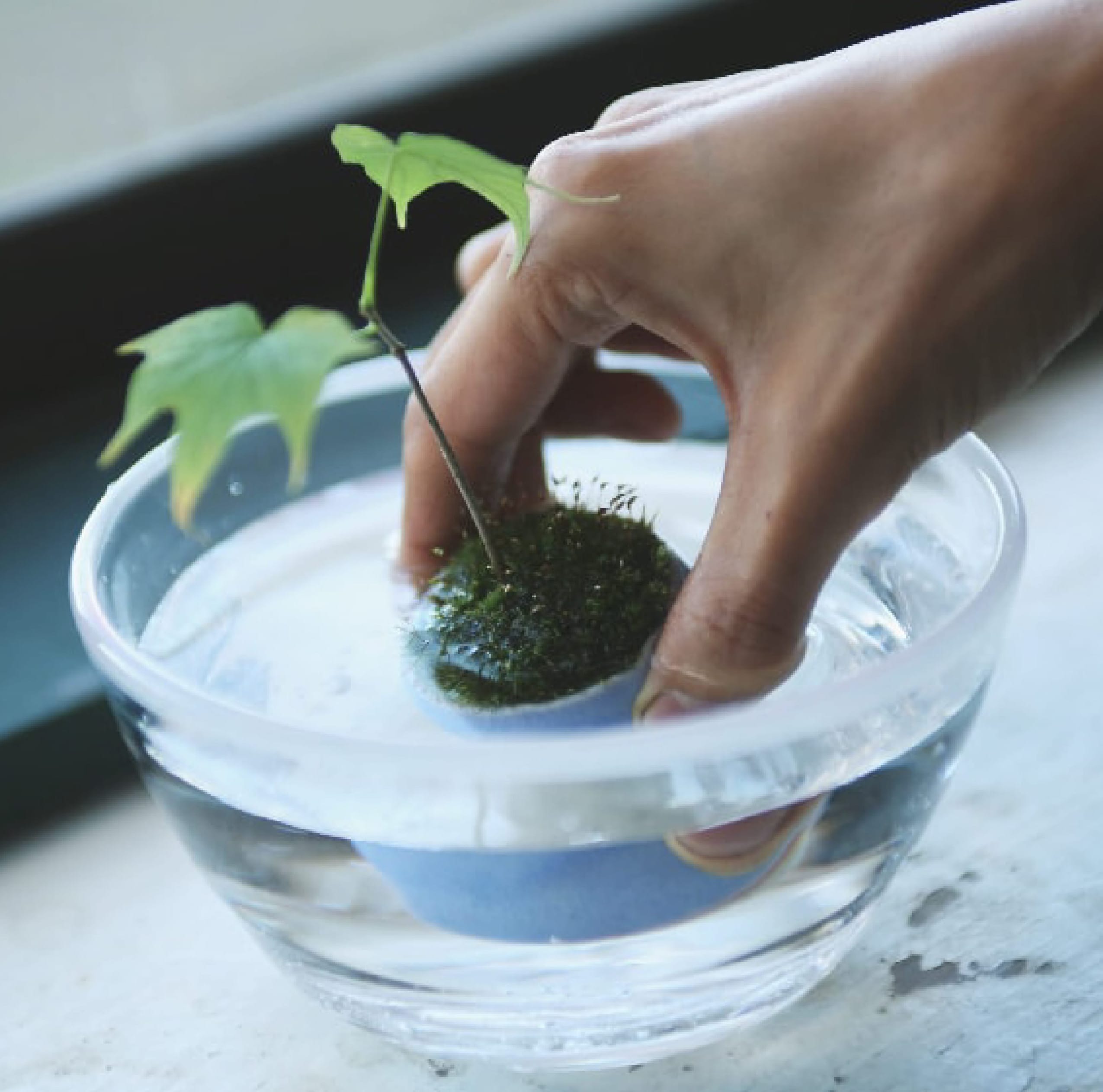 水やりの基本｜日々の育て方｜石木花｜SEKIBOKKA｜盆栽