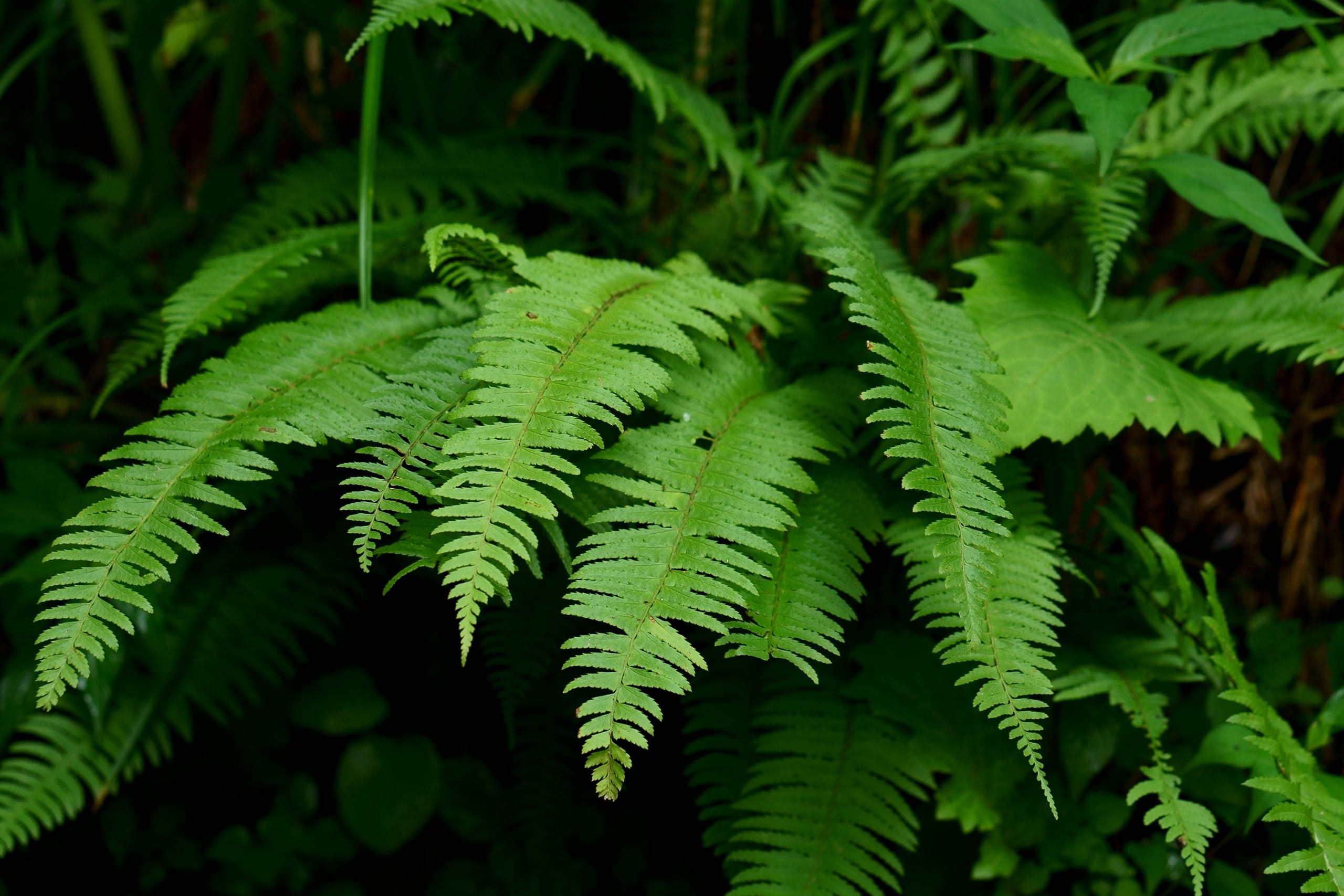 小さな器に大きな自然｜石木花｜SEKIBOKKA｜盆栽