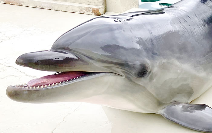 種類によって特徴は様々？ハクジラの歯 | 札幌駅北口すぐの歯医者