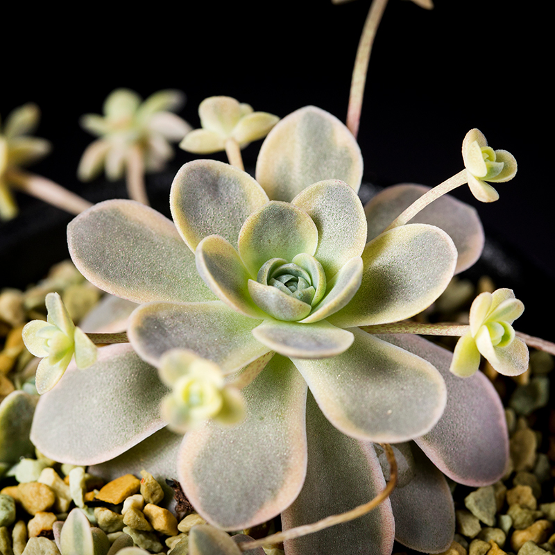 子持ち蓮華錦の基本情報・育て方｜多肉植物・サボテン図鑑｜みんなの