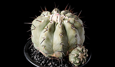 今、熱い植物「黒王丸（コピアポア・シネレア）」｜みんなの趣味の園芸