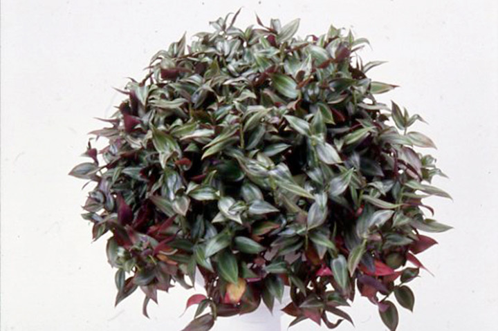 ゼブリナとは｜育て方がわかる植物図鑑｜みんなの趣味の園芸（NHK出版）