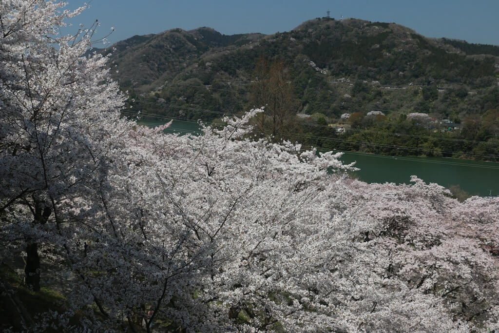桜､さくら､SAKURA !!（津久井湖 ⇒ 宮ヶ瀬湖） 宮ヶ瀬湖 津久井湖