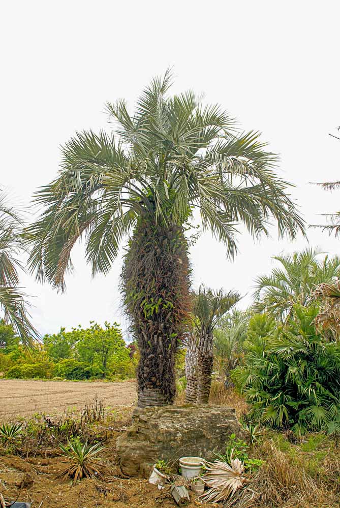 お取扱い商品 | Palmshop1184 | 埼玉県深谷市でヤシの木販売