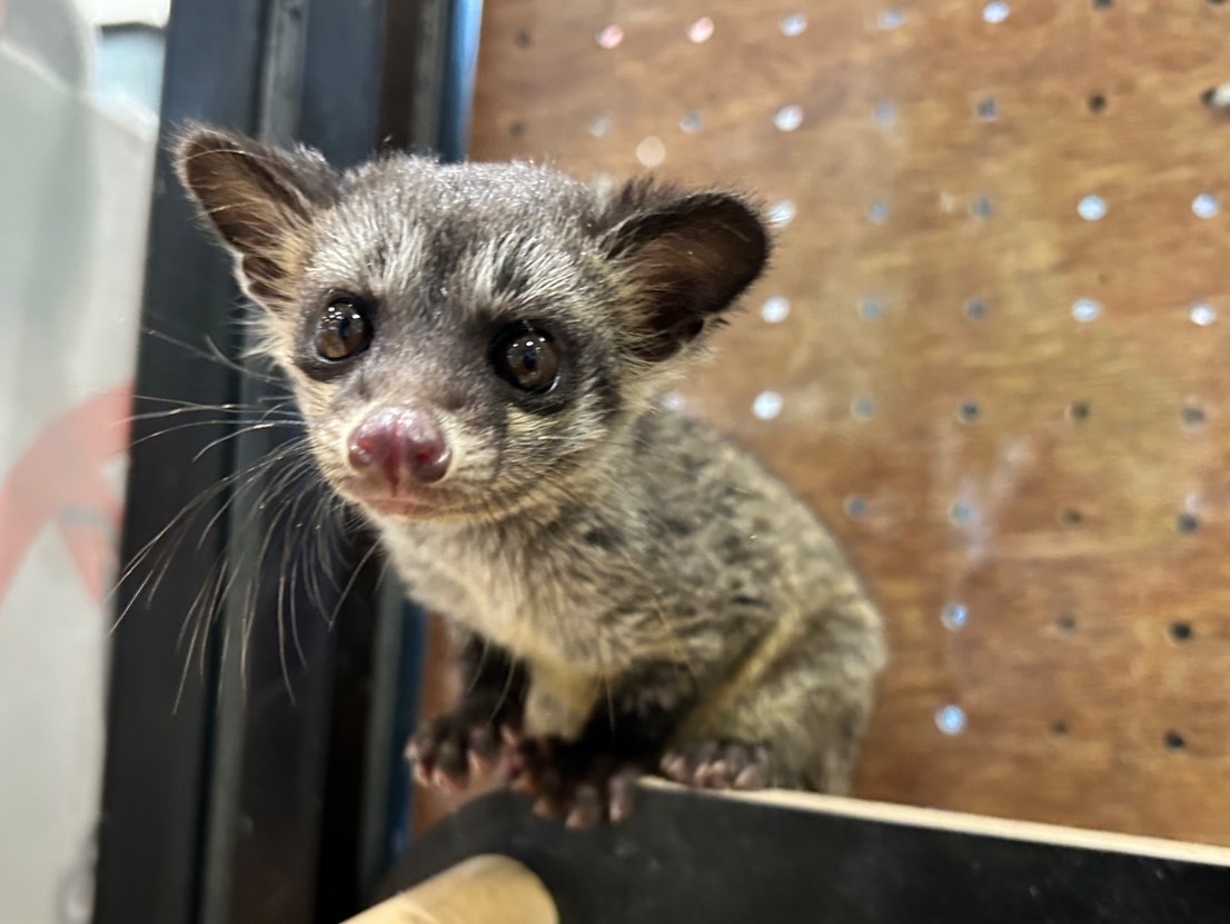 その他｜ペット検索｜ペット大好き！