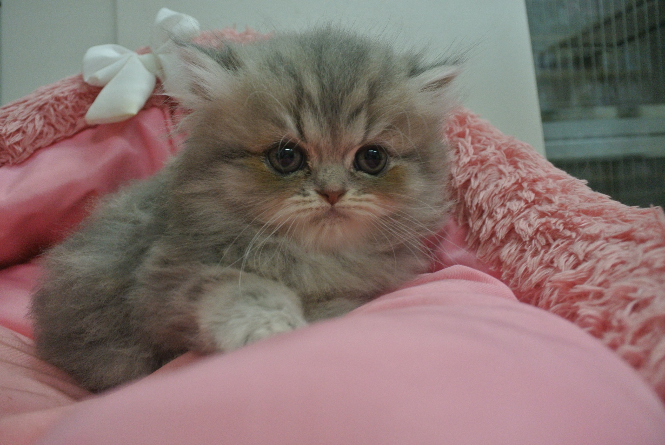 エキゾチックロングヘア（2024/8/9）♂ – スコティッシュフォールドの