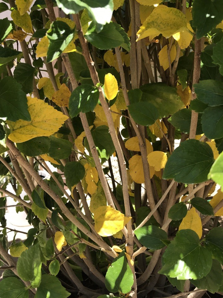 ウリハダカエデ（瓜膚楓）の育て方・栽培方法