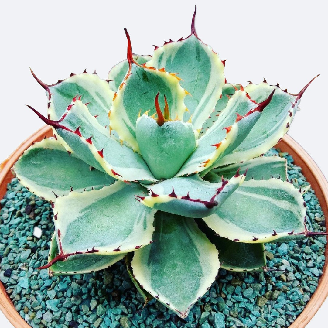 アガベ・アプラナータ'クリーム・スパイク'の育て方・栽培方法