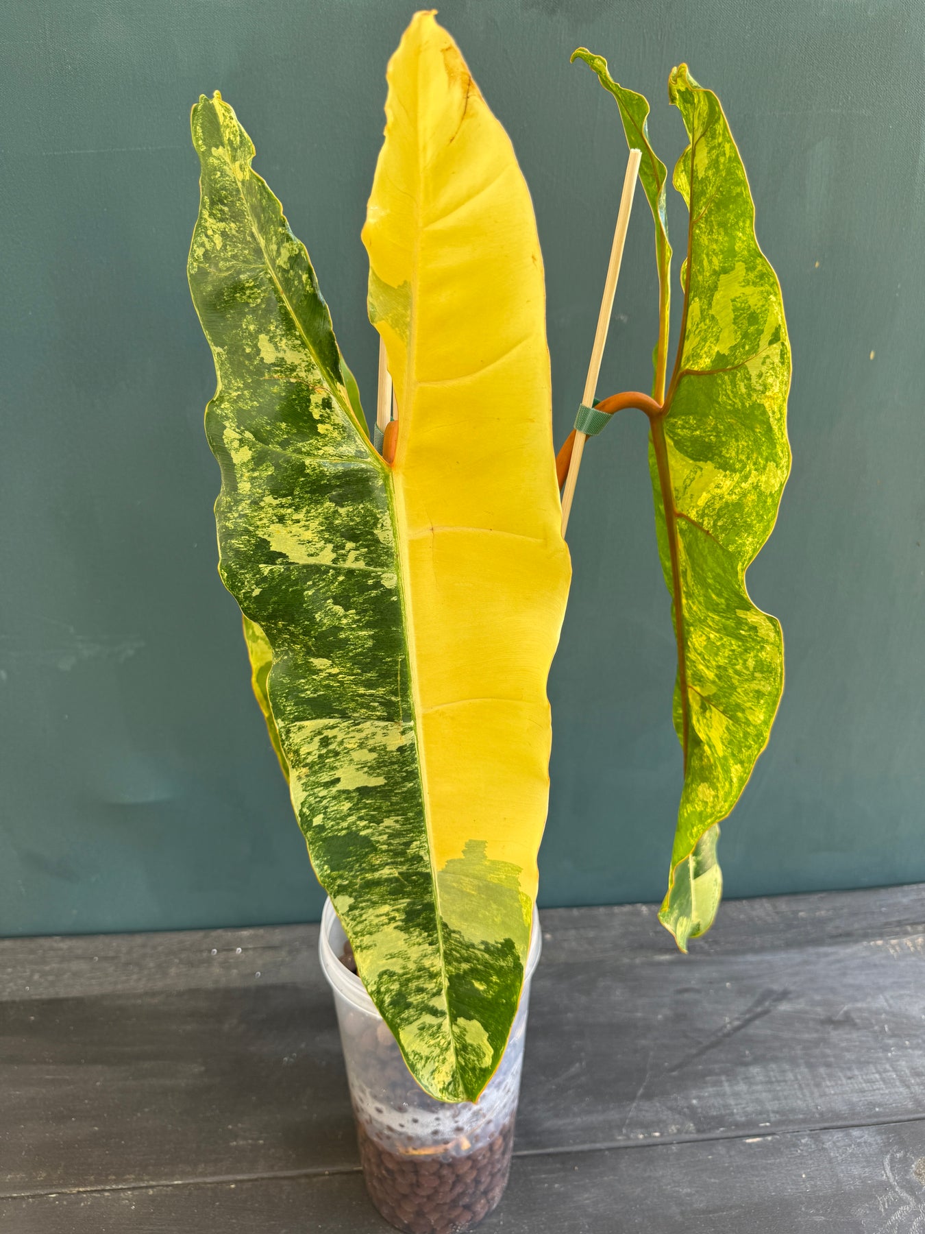 Philodendron Billietaie Variegated & Highly Variegated – Plant Vault