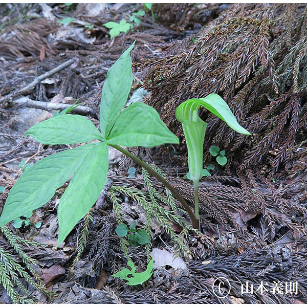 ヒロハテンナンショウ｜京都府レッドデータブック2015