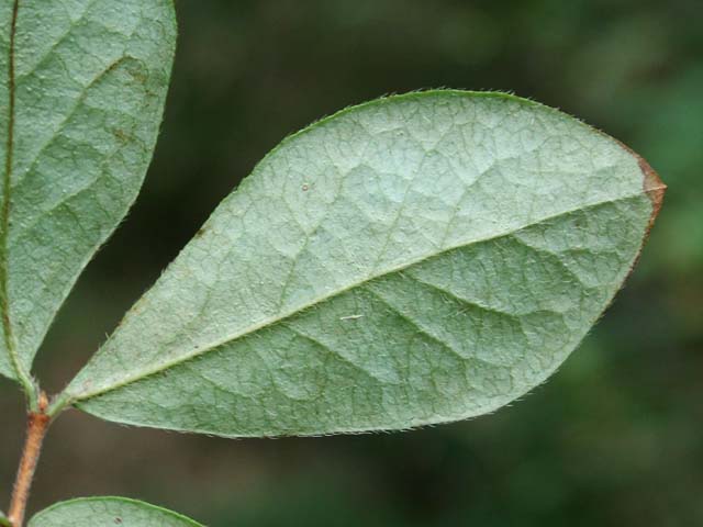 ヤマウグイスカグラ