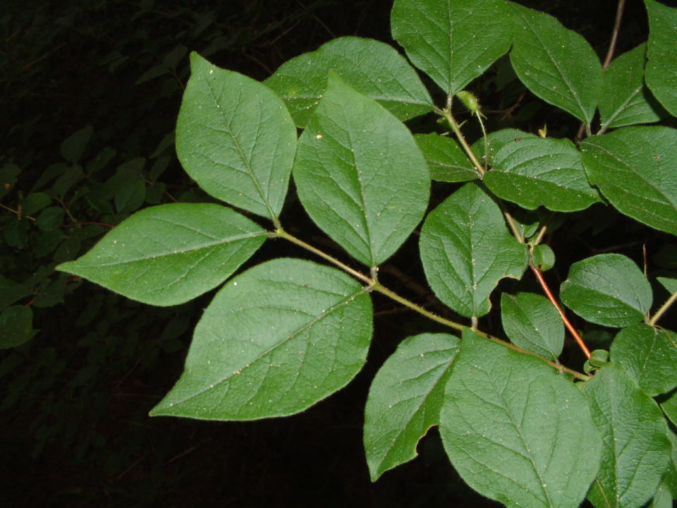 ミヤマウグイスカグラ