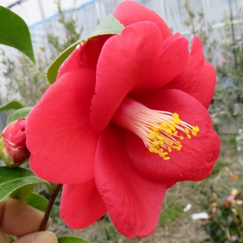 楽天市場】【現品発送】椿（ツバキ）デザイア 苗木 樹高90cm F249