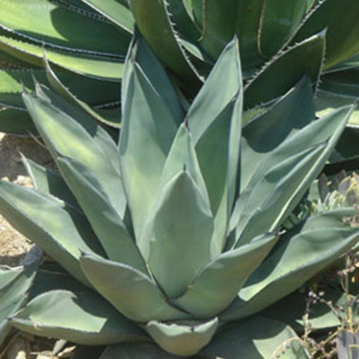Agave hyb. 'Shark Skin' – Rancho Tissue