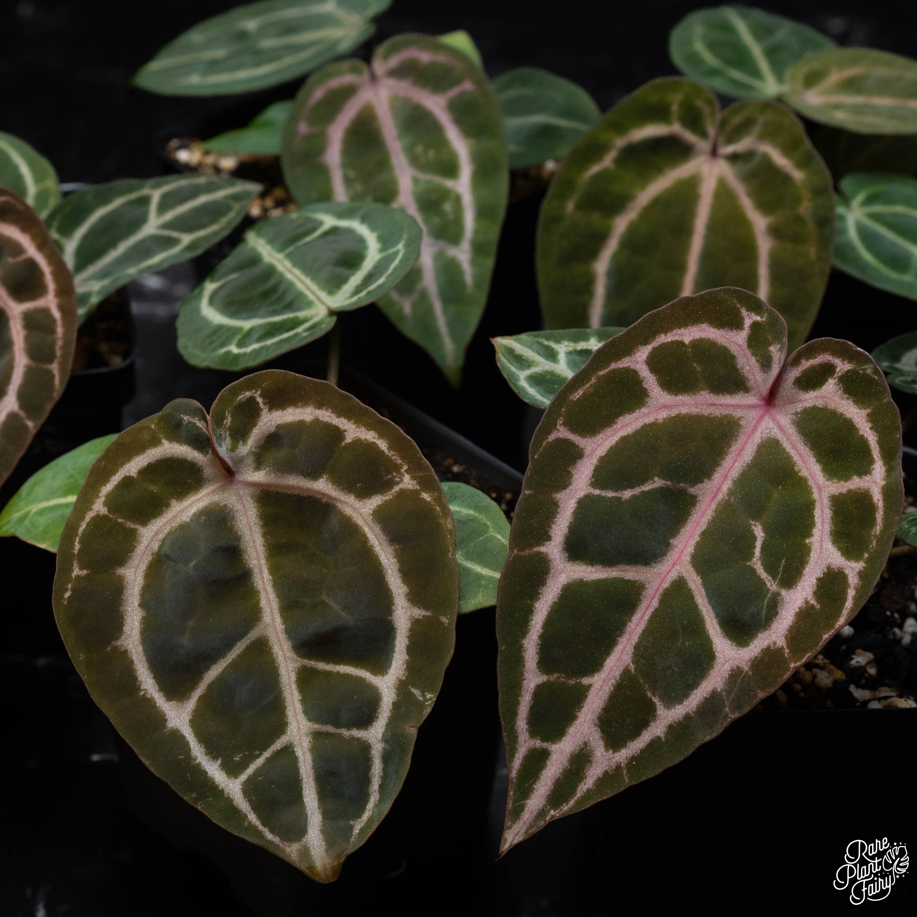 Anthurium Zara '33' x Home, Sweet Home '32' by DocBlock® *Grower's