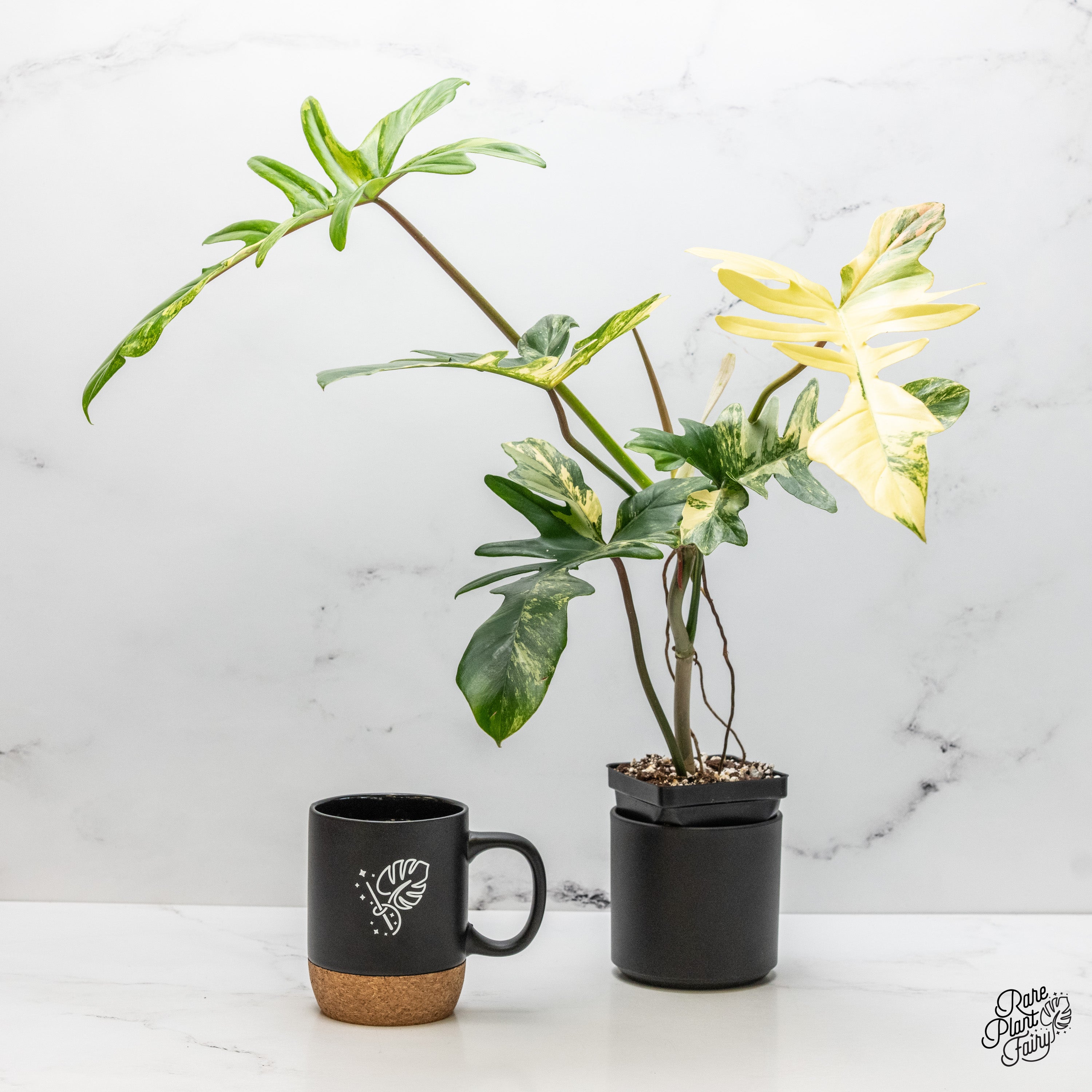 Philodendron 'Florida Beauty x Mayoi' Variegated *Grower's choice