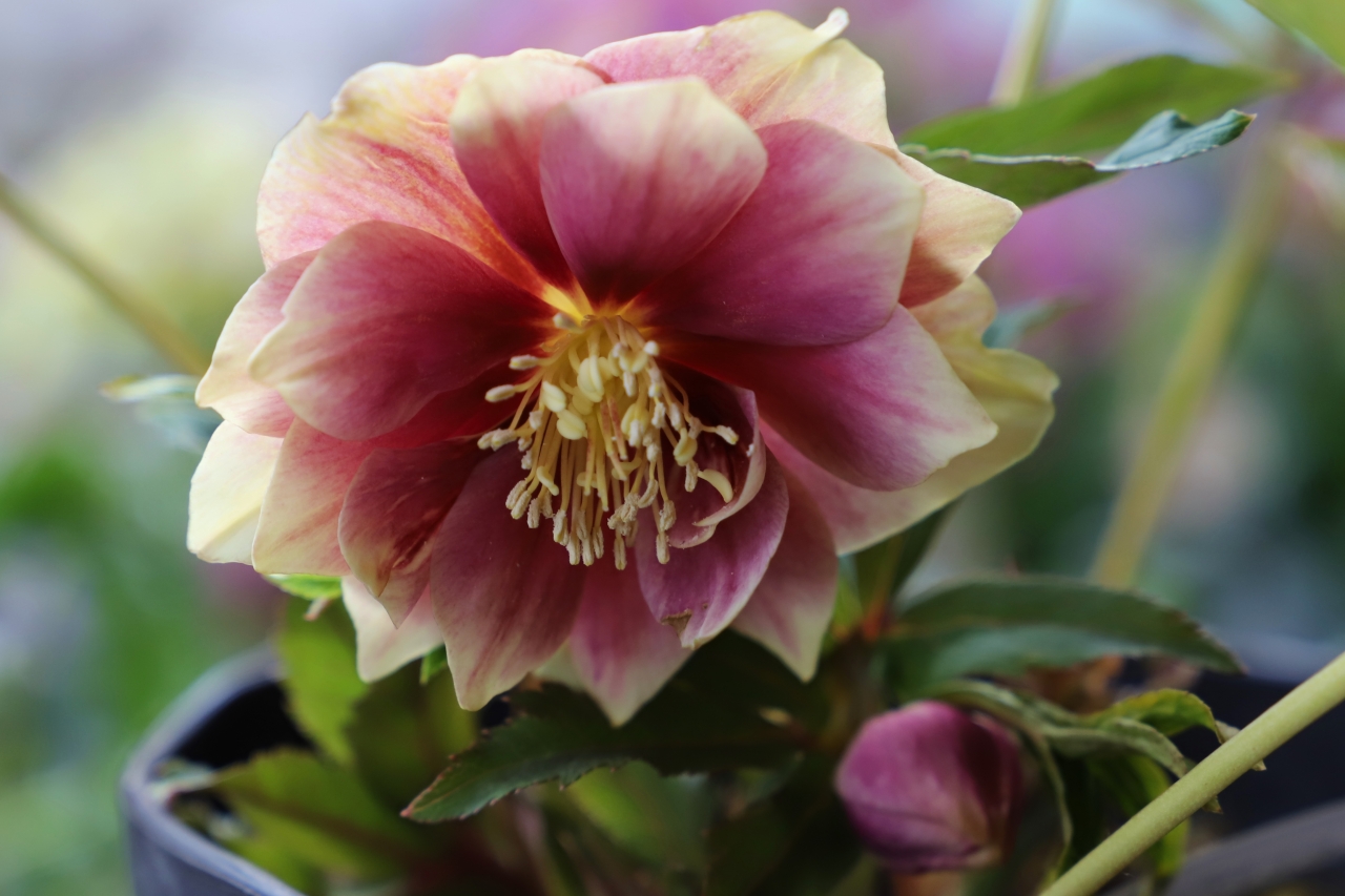 ガーデンショップのクリスマスローズ | Happy new year | ローザン