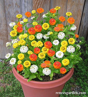 Pixie Sunshine' Container Zinnias – Renee's Garden