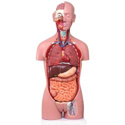 人体解剖模型（トルソー型） KIS－27【りかなび】ケニス株式会社