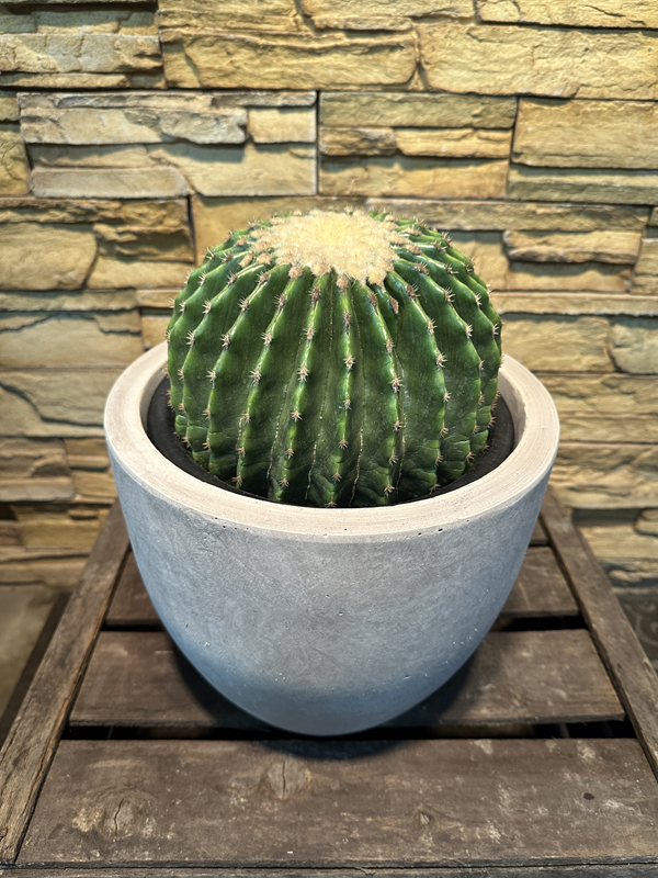 刺無金鯱A484｜観葉植物専門店「ワールドガーデン」