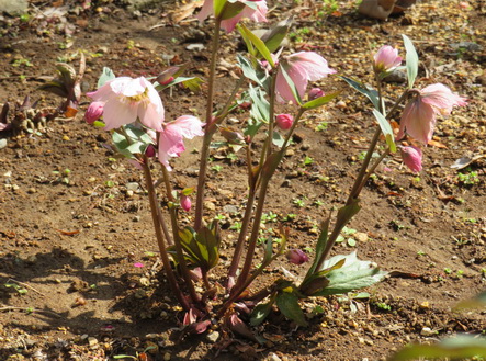 オリジナルクリスマスローズ 絹