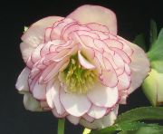 クリスマスローズ ダブル シングル 開花株セレクト 販売