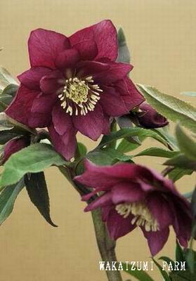 クリスマスローズ ダブル（八重） 苗 販売 ＞ クリスマスローズ ダブル