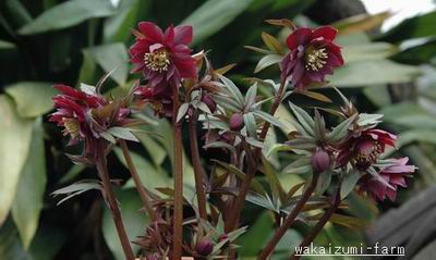 クリスマスローズ ダブル（八重） 苗 販売 ＞ クリスマスローズ ダブル