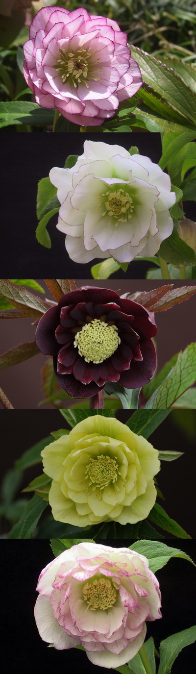 クリスマスローズ 開花株 お買い得セット販売 ＞ 特価 クリスマス