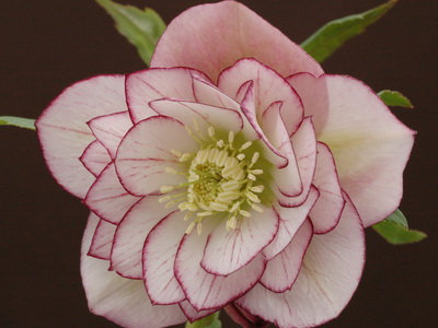 クリスマスローズ ダブル（八重） 苗 販売 ＞ クリスマスローズ ダブル