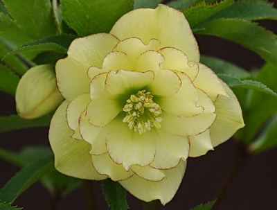 クリスマスローズ ダブル（八重） 苗 販売 ＞ クリスマスローズ ダブル