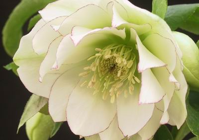 クリスマスローズ ダブル（八重） 種 通信販売 ＞ クリスマスローズ