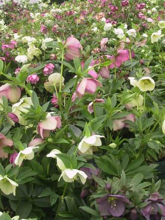 クリスマスローズ シングル（一重） 種 通信販売 ＞ クリスマスローズ