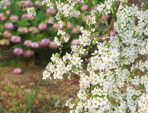 クリスマスローズの生産販売専門店WAKAIZUMIFARM