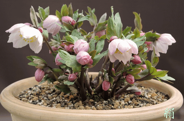 クリスマスローズの産直販売 開花株 2026年 直売日カレンダー