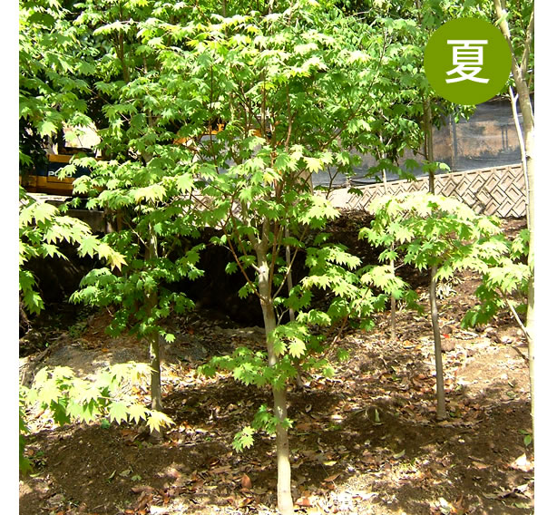 コハウチワカエデ 樹木ガイド｜植木・庭木・雑木販売、造園｜大阪