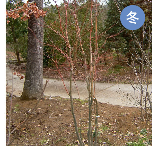 コハウチワカエデ 樹木ガイド｜植木・庭木・雑木販売、造園｜大阪