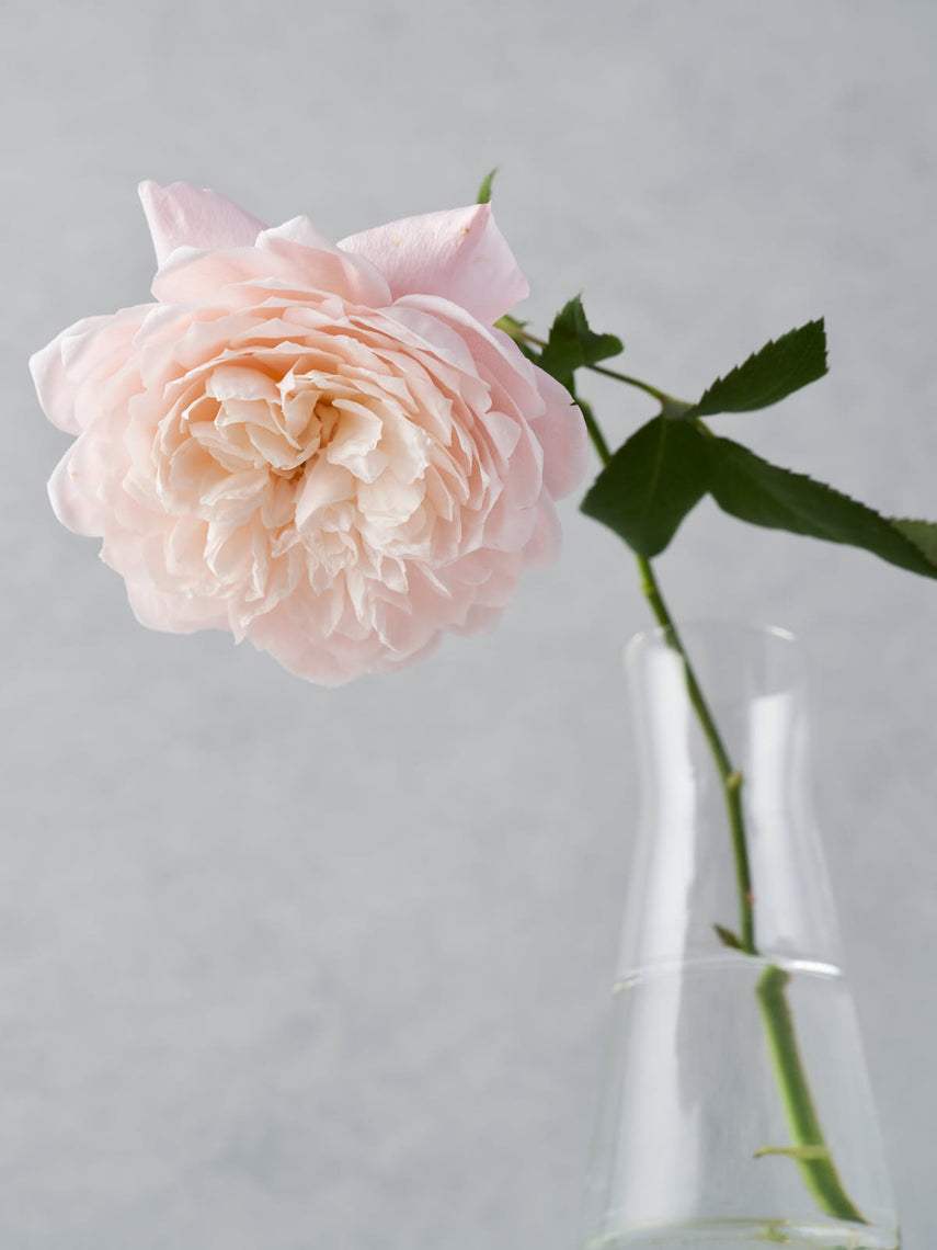 商品 – ページ 6 – WABARA online store