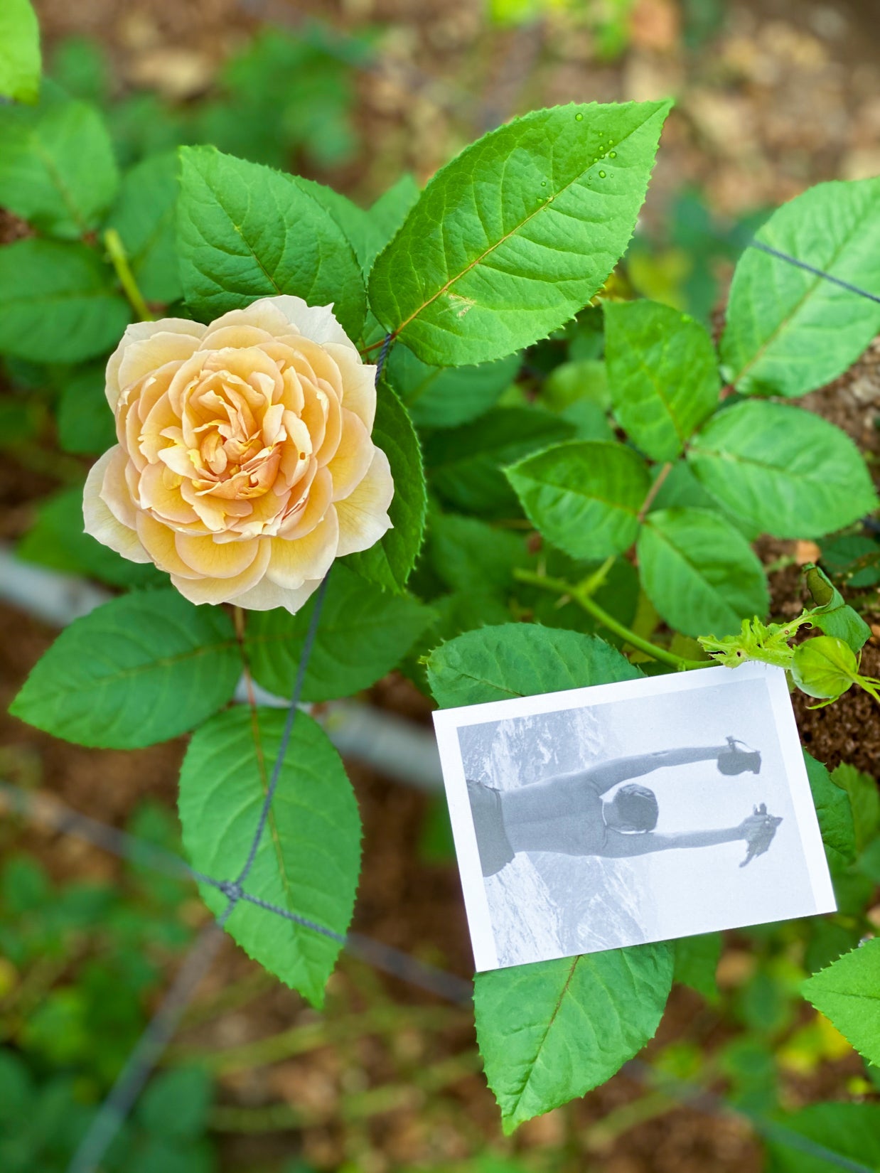 ROSE CHARLOTTE PERRIAND – WABARA online store