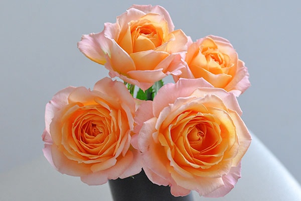 ほのか honoka – WABARA online store