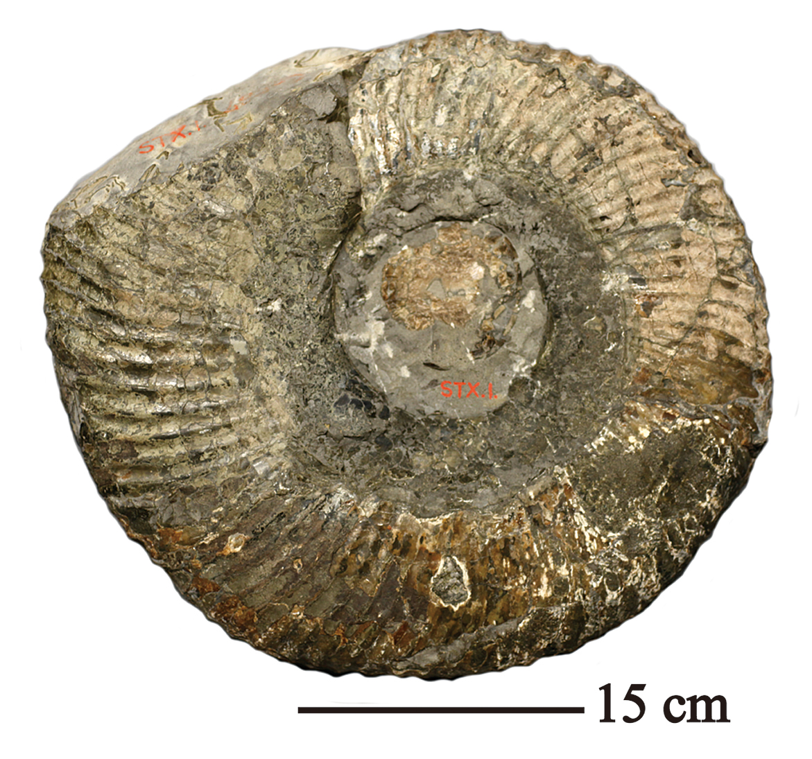 D7 大型アンモナイト標本